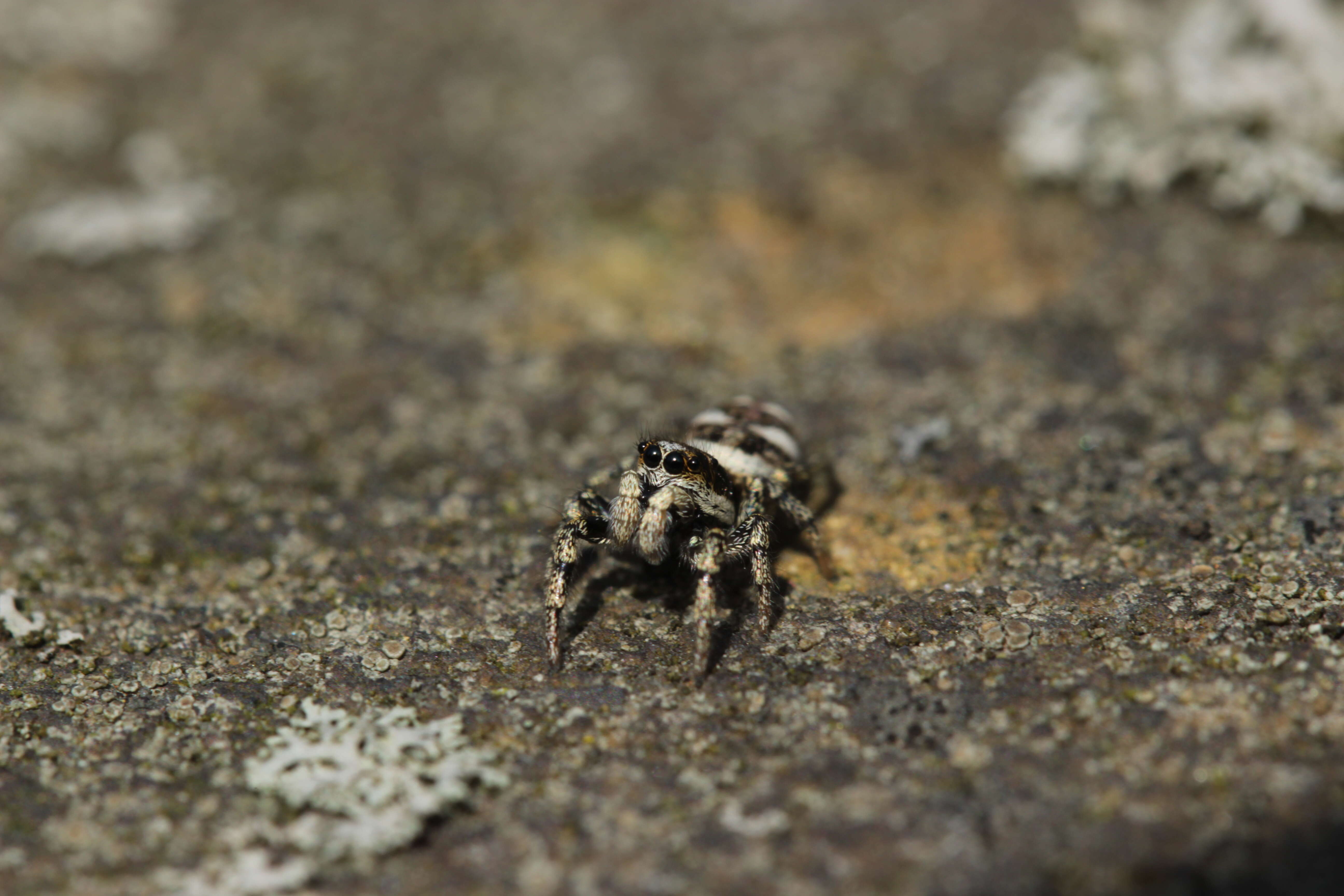 Image of Zebra spider