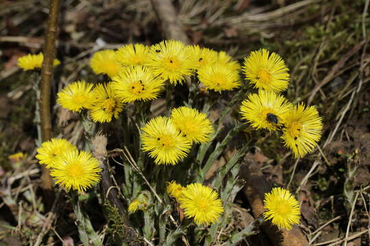 Image of coltsfoot