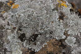 Image of Blue-gray rosette lichen