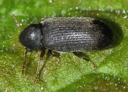 Image of furniture beetle