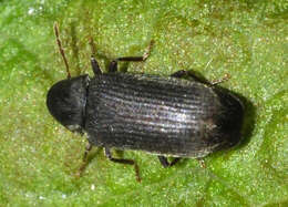 Image of furniture beetle