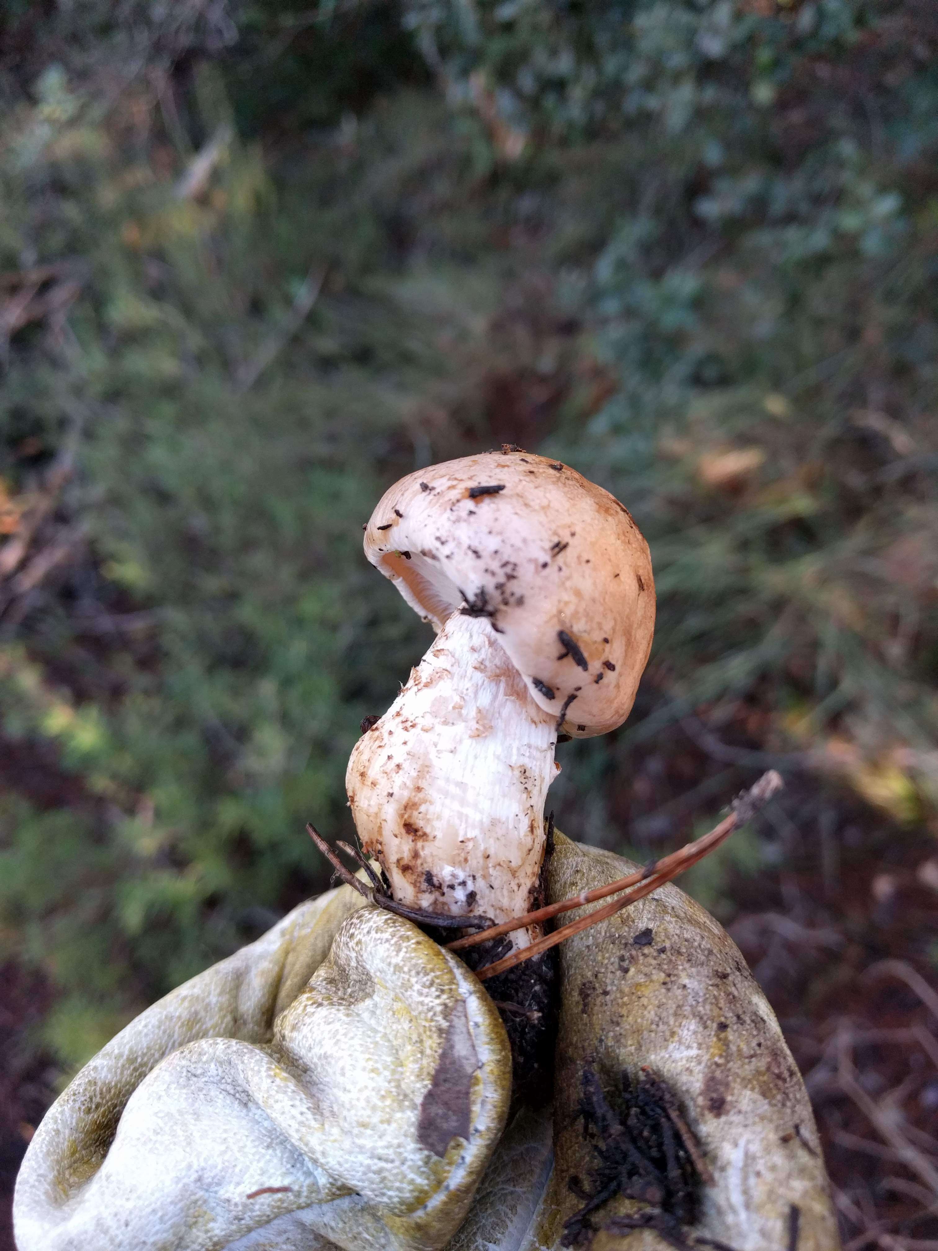 Image of Hygrophorus russula (Schaeff. ex Fr.) Kauffman 1918