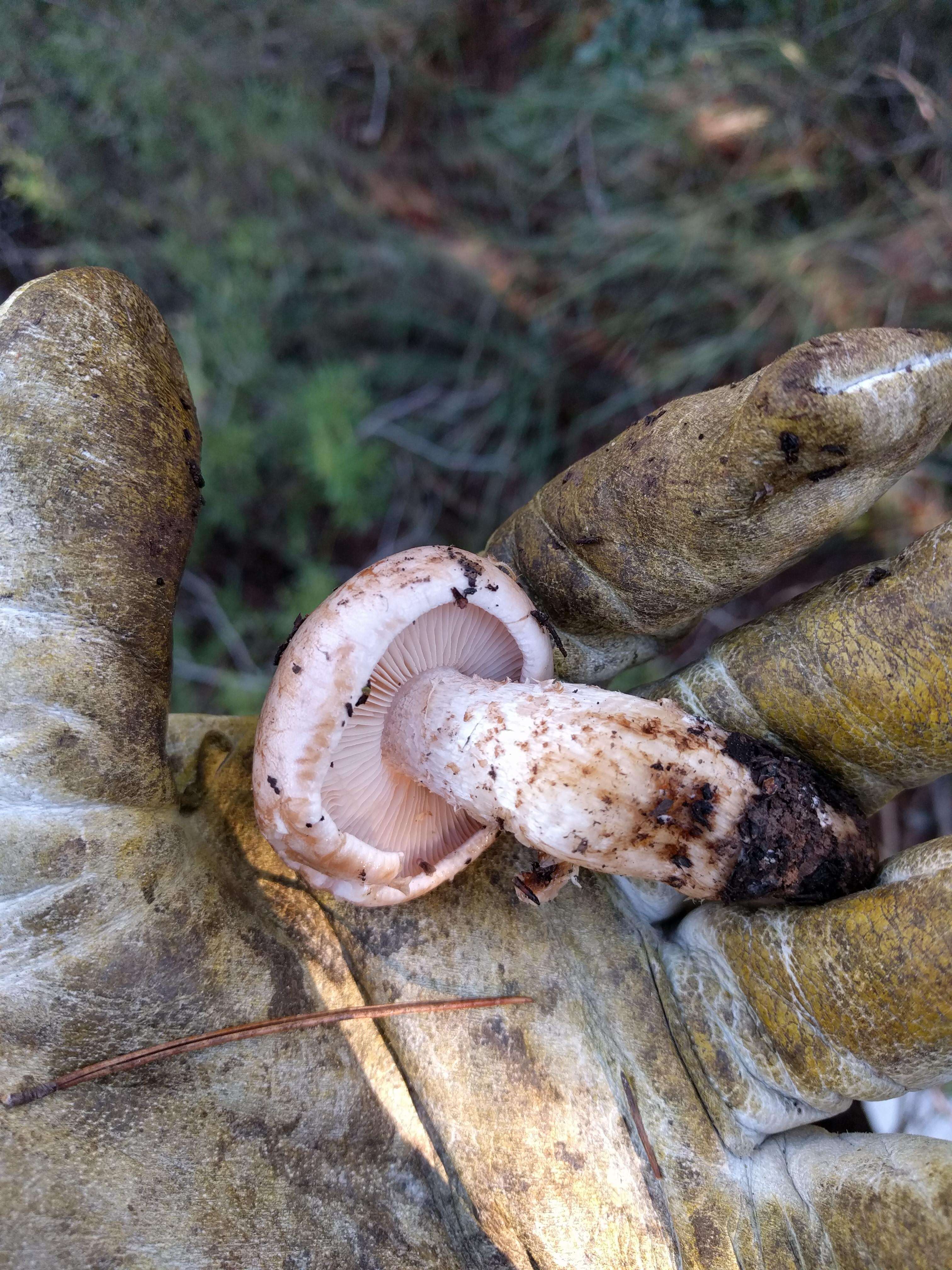 Image of Hygrophorus russula (Schaeff. ex Fr.) Kauffman 1918