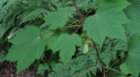 Image of Rocky Mountain maple