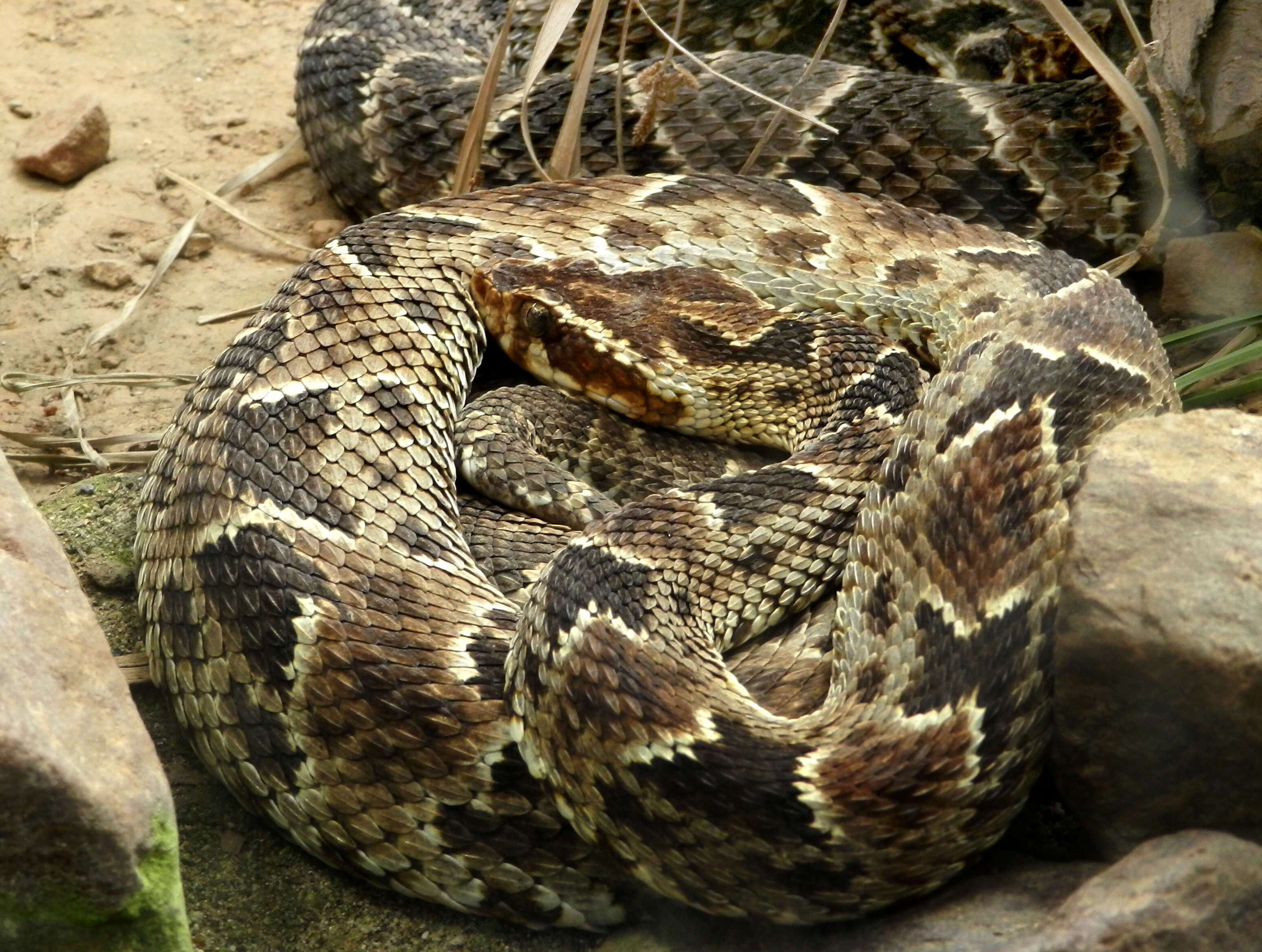 Image of Forest Vipers