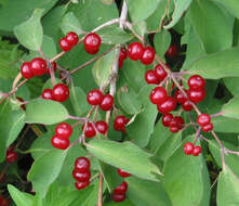 Imagem de Lonicera xylosteum L.