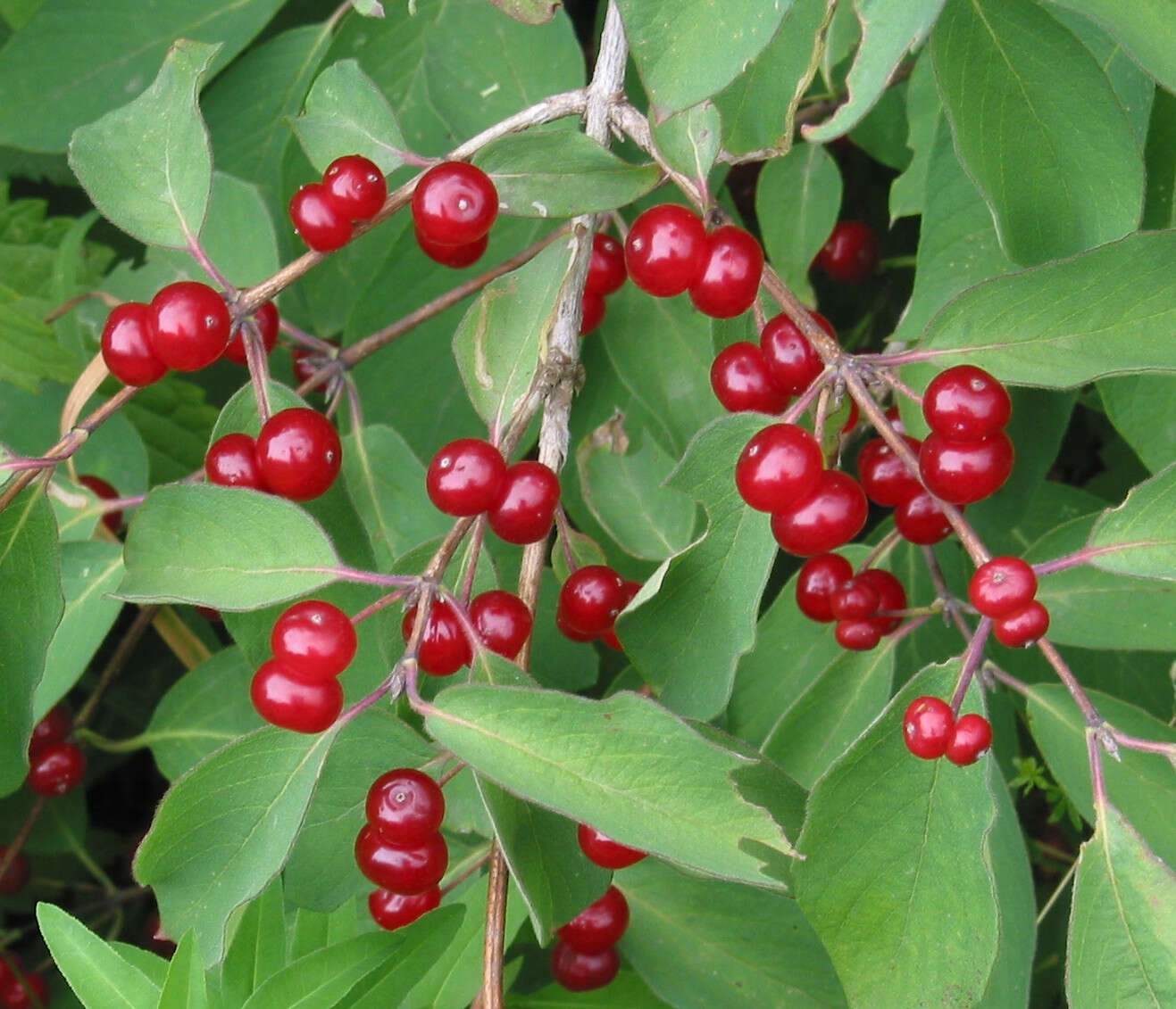 Imagem de Lonicera xylosteum L.