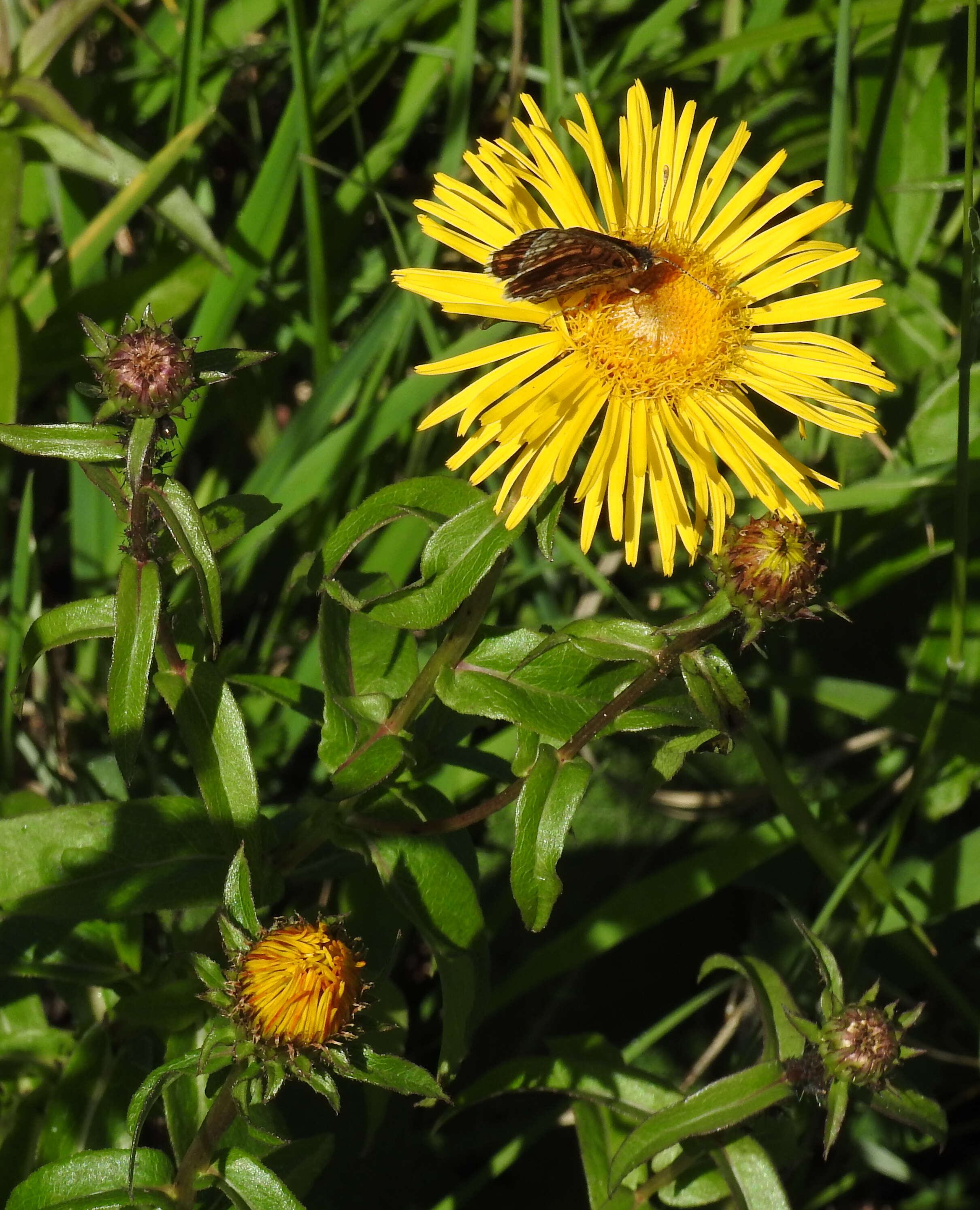 Image of Inula salicina