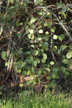 Image of Wild Pear