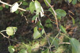 Plancia ëd Pyrus communis subsp. pyraster (L.) Ehrh.