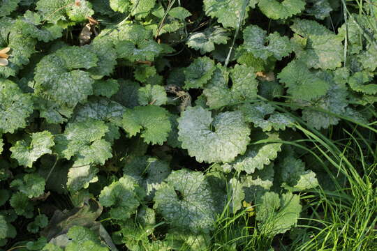 Слика од Erysiphe cruciferarum Opiz ex L. Junell 1967