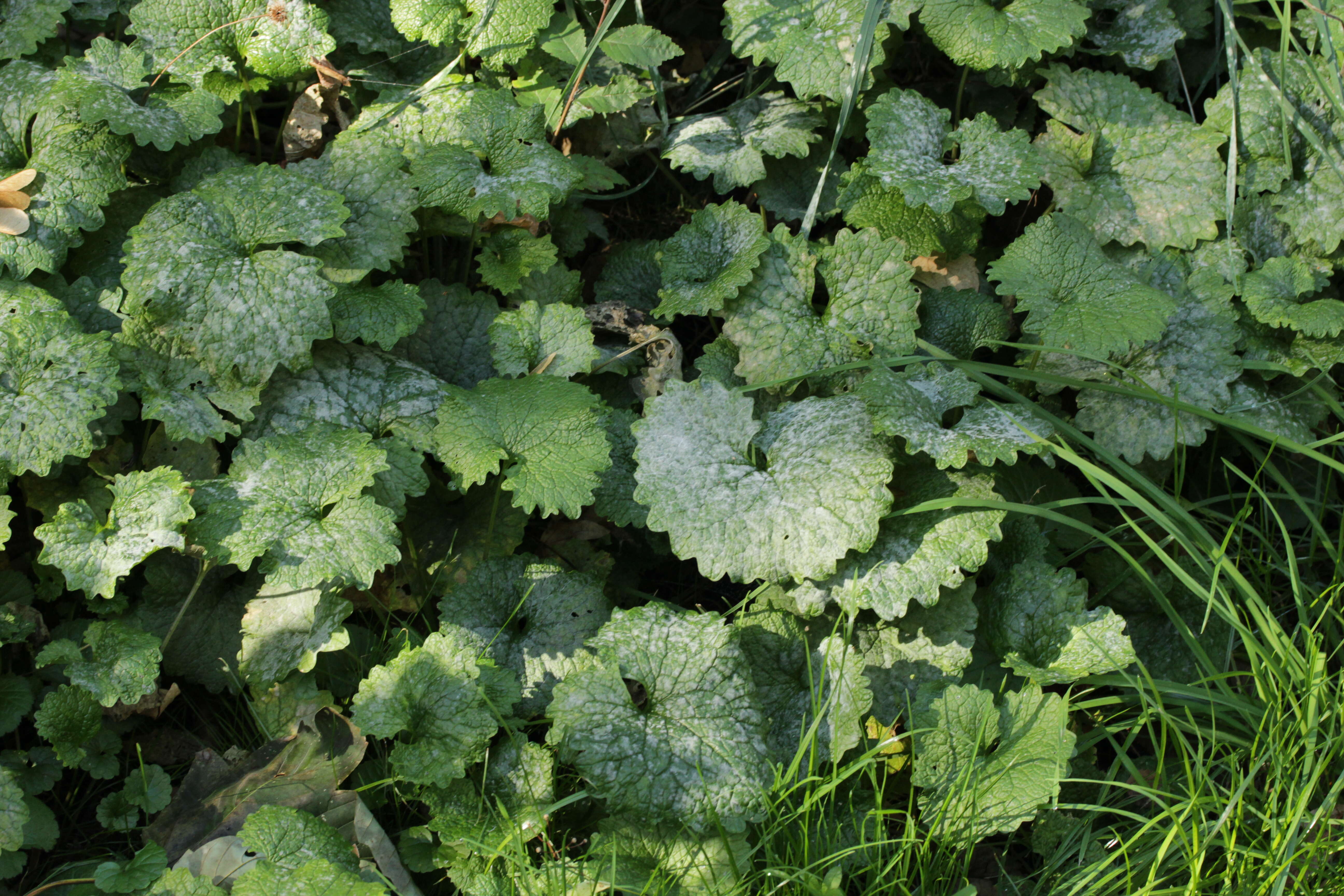 Image of Erysiphe cruciferarum Opiz ex L. Junell 1967