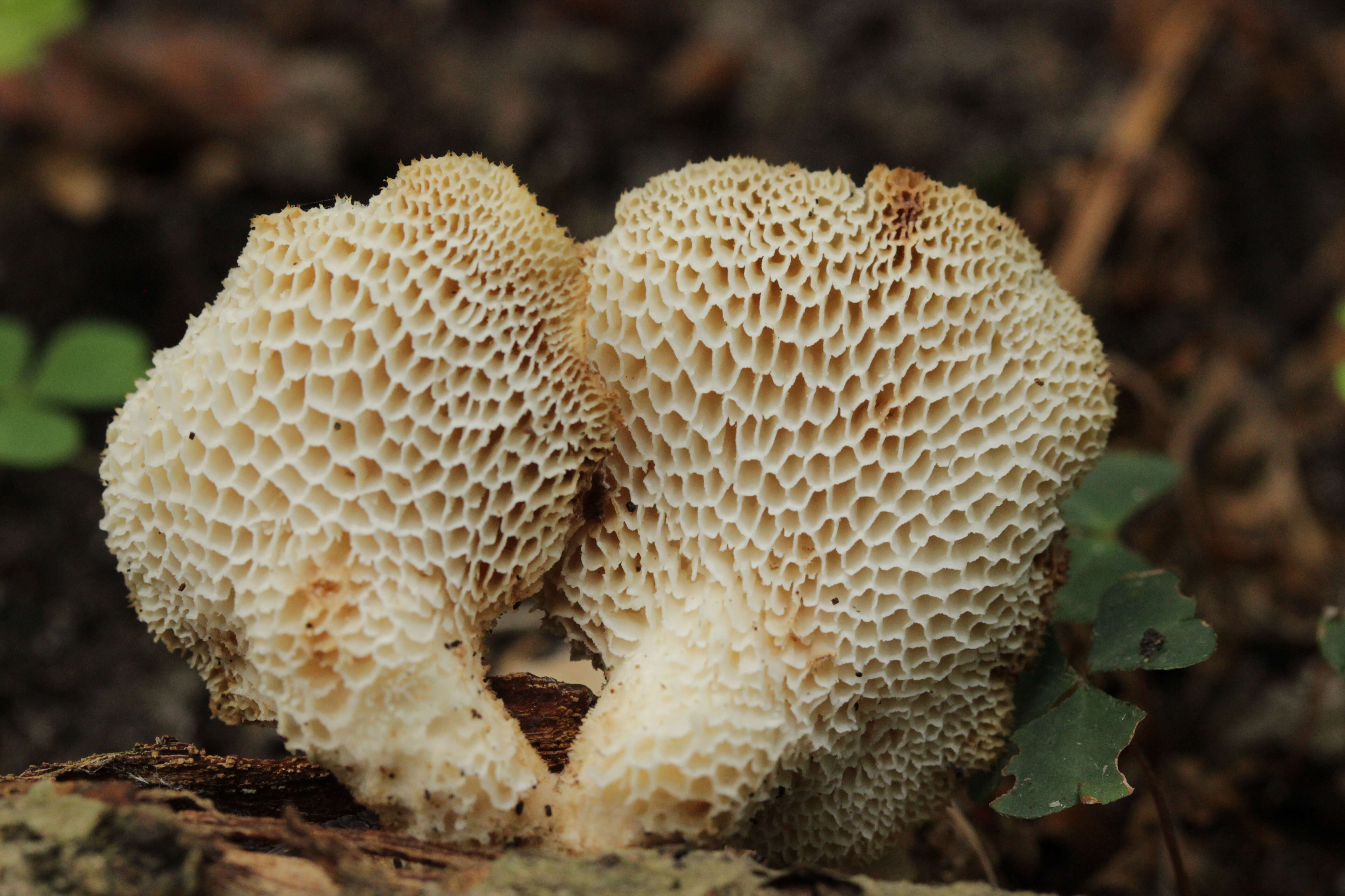 Image of Polyporus tuberaster (Jacq. ex Pers.) Fr. 1821