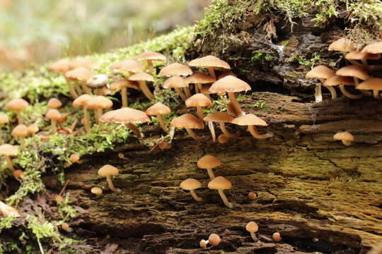 Image de Psathyrelle hydrophile