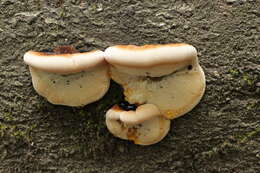 Image of Late fall polypore