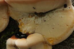 Image of Late fall polypore