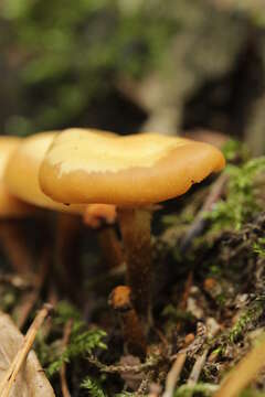 Kuehneromyces mutabilis (Schaeff.) Singer & A. H. Sm. 1946 resmi