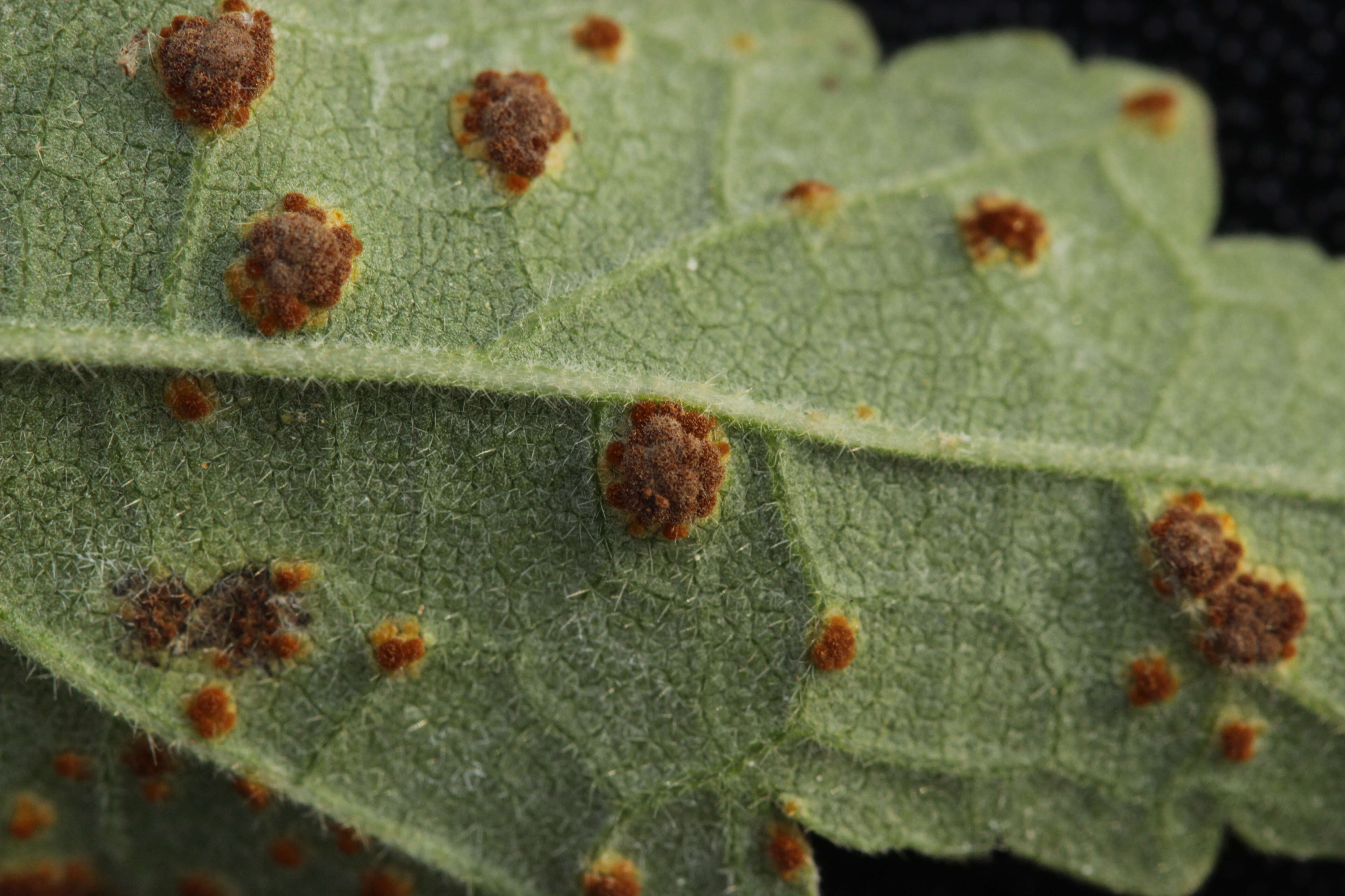 Imagem de Puccinia malvacearum Bertero ex Mont. 1852