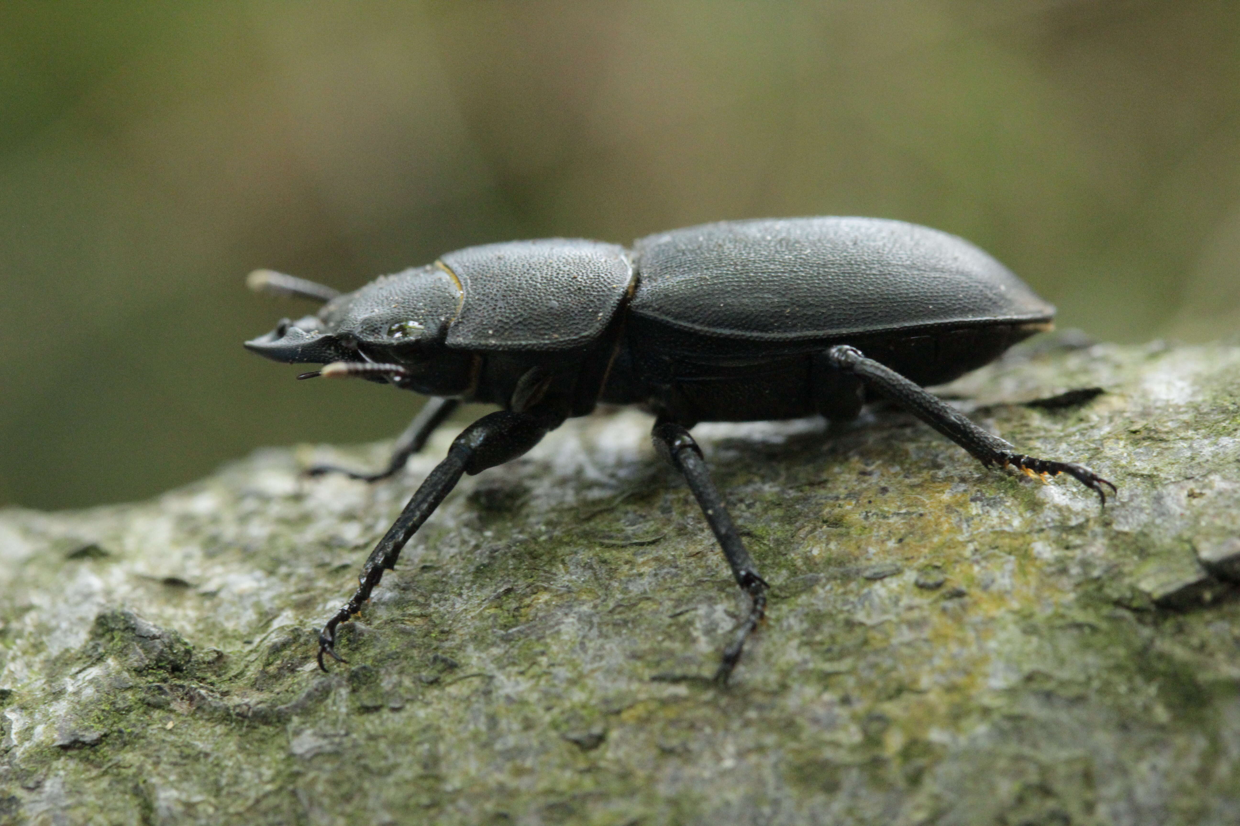 Image of Dorcus parallelipipedus (Linnaeus 1758)