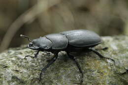 Image of Dorcus parallelipipedus (Linnaeus 1758)