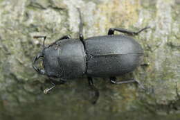 Image of Dorcus parallelipipedus (Linnaeus 1758)