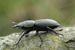 Image of Dorcus parallelipipedus (Linnaeus 1758)