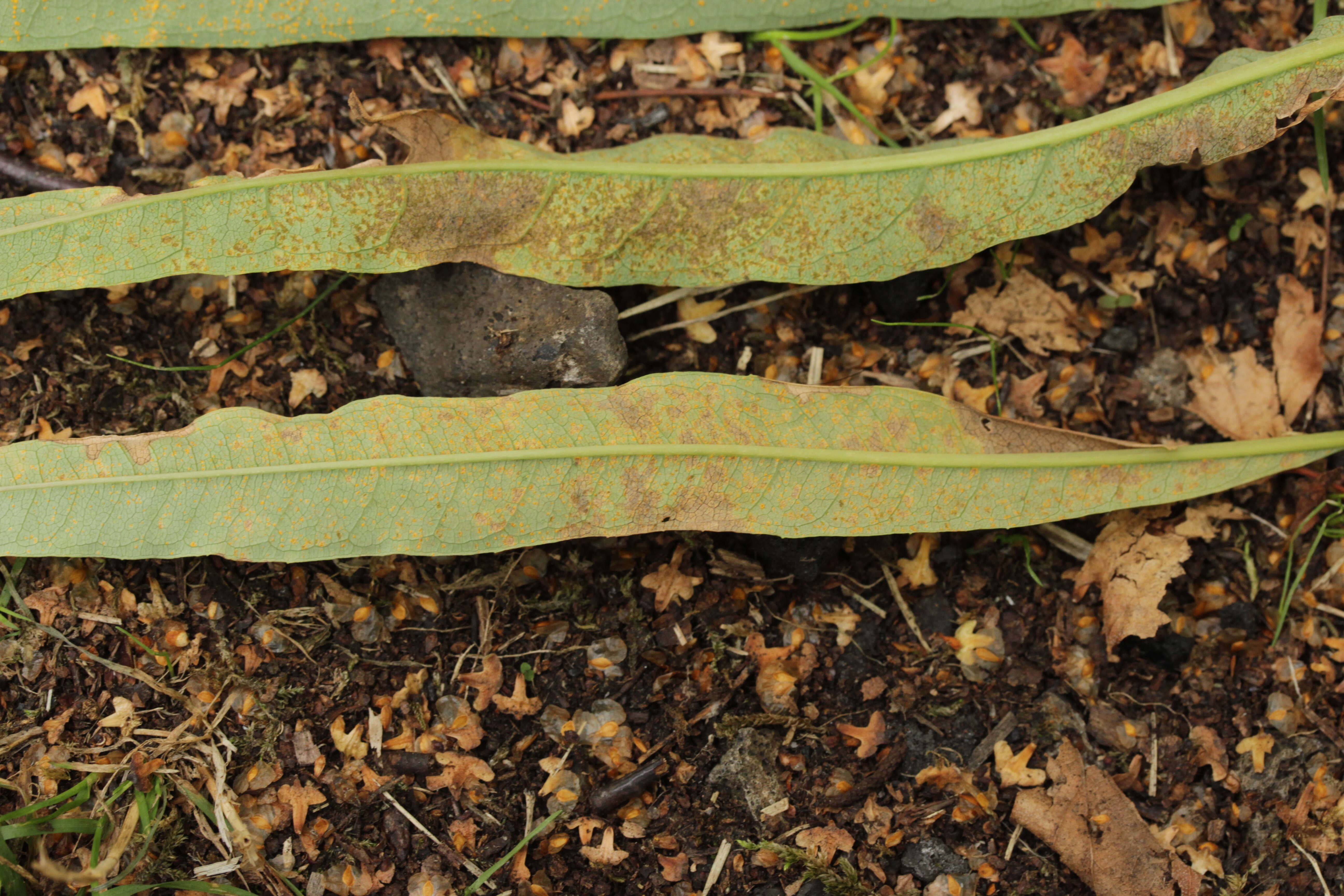Image of Rust of Fuchsia