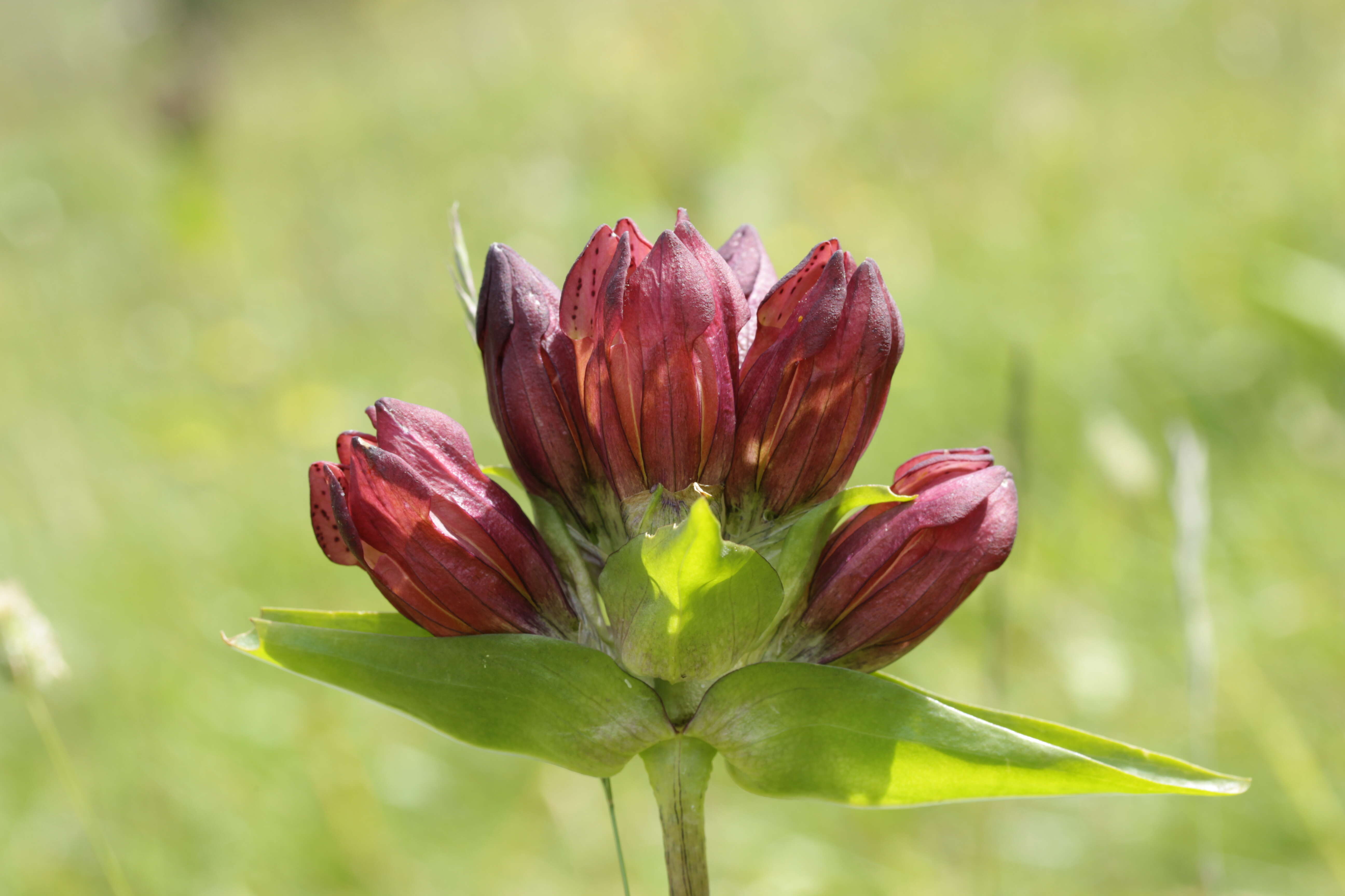 Image de Gentiane Pourpre