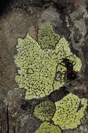 Image of map lichen