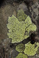 Image of map lichen