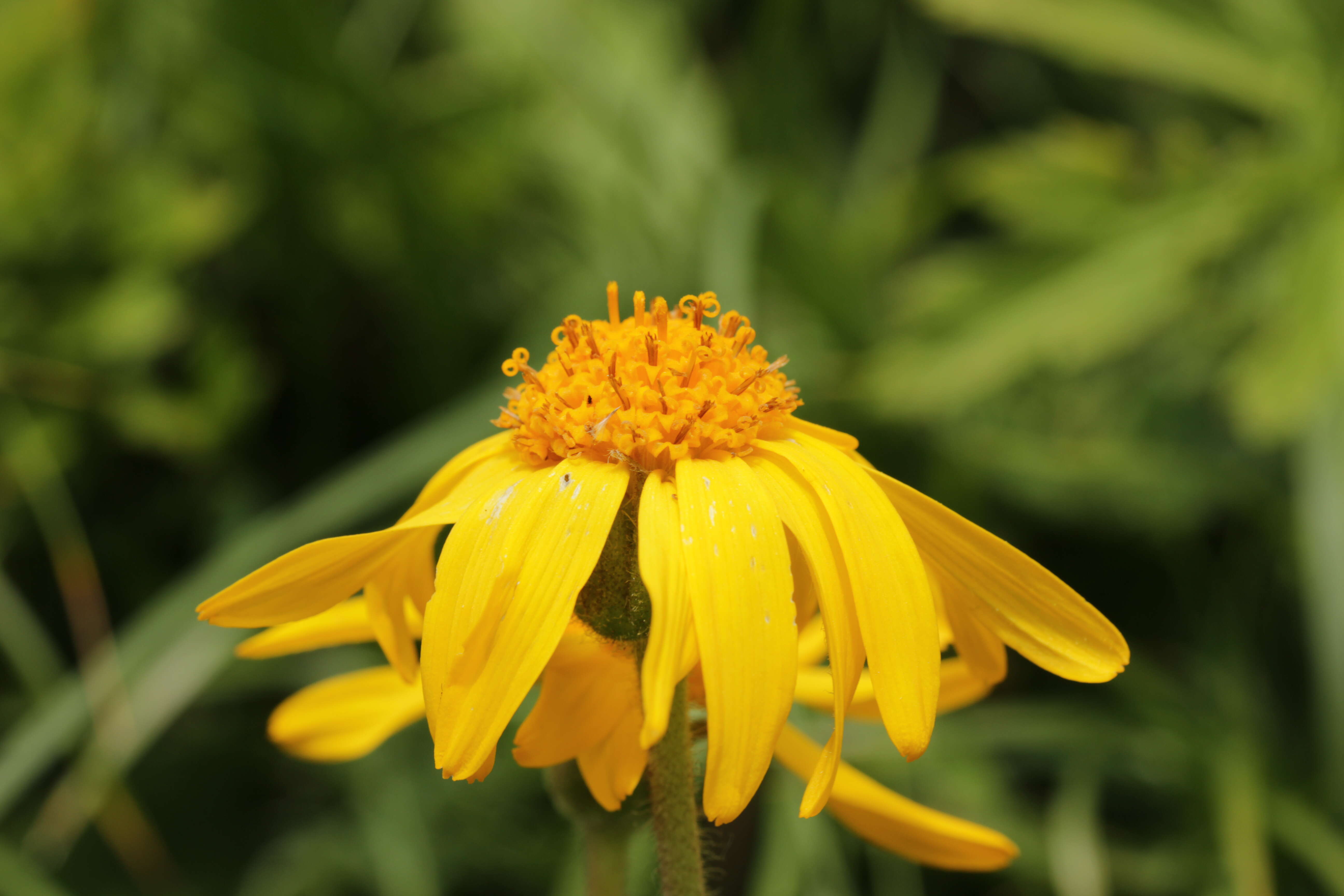 Image of mountain arnica