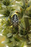 Image of Aculepeira ceropegia (Walckenaer 1802)