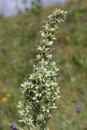 Image of European white hellebore