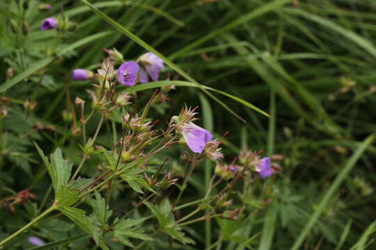 Image of Wood Crane's-bill