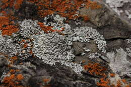 Image of elegant orange wall lichen