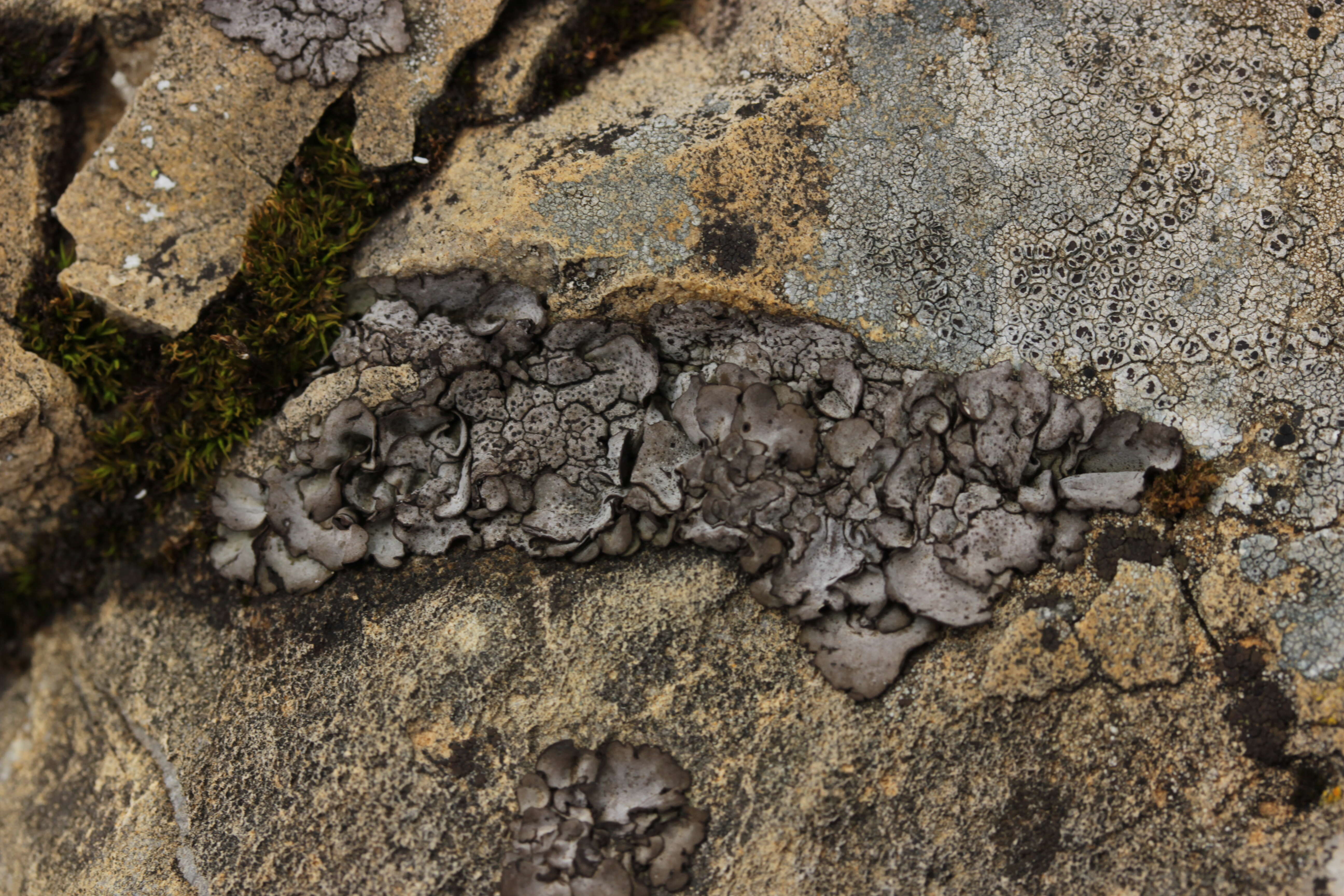 Image of Stippleback lichens