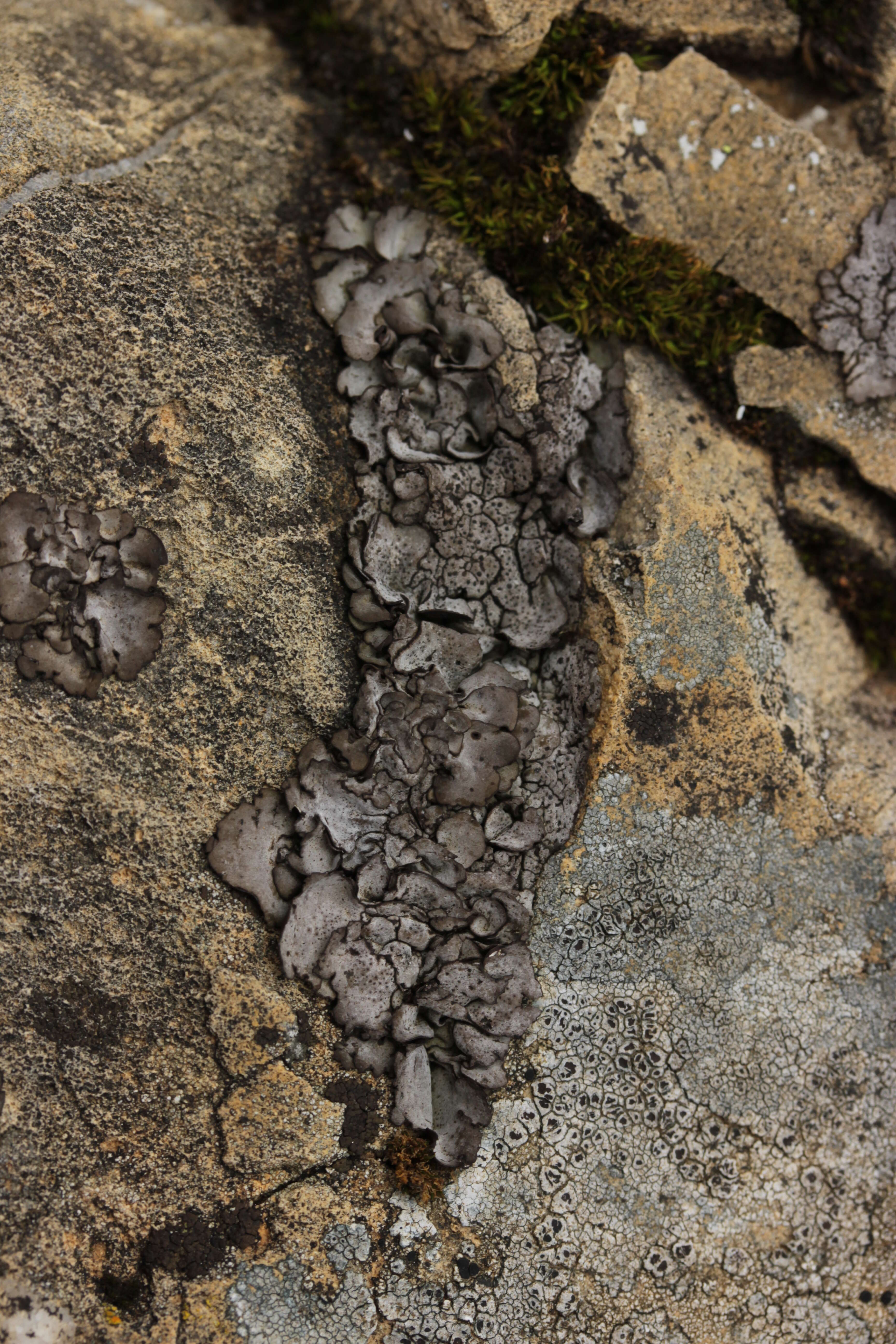 Image of Stippleback lichens