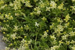 Imagem de Galium megalospermum All.