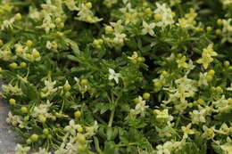 Imagem de Galium megalospermum All.