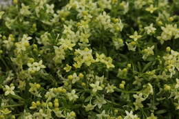 Imagem de Galium megalospermum All.