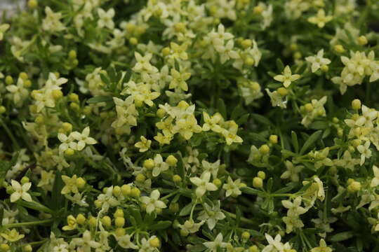 Plancia ëd Galium megalospermum All.