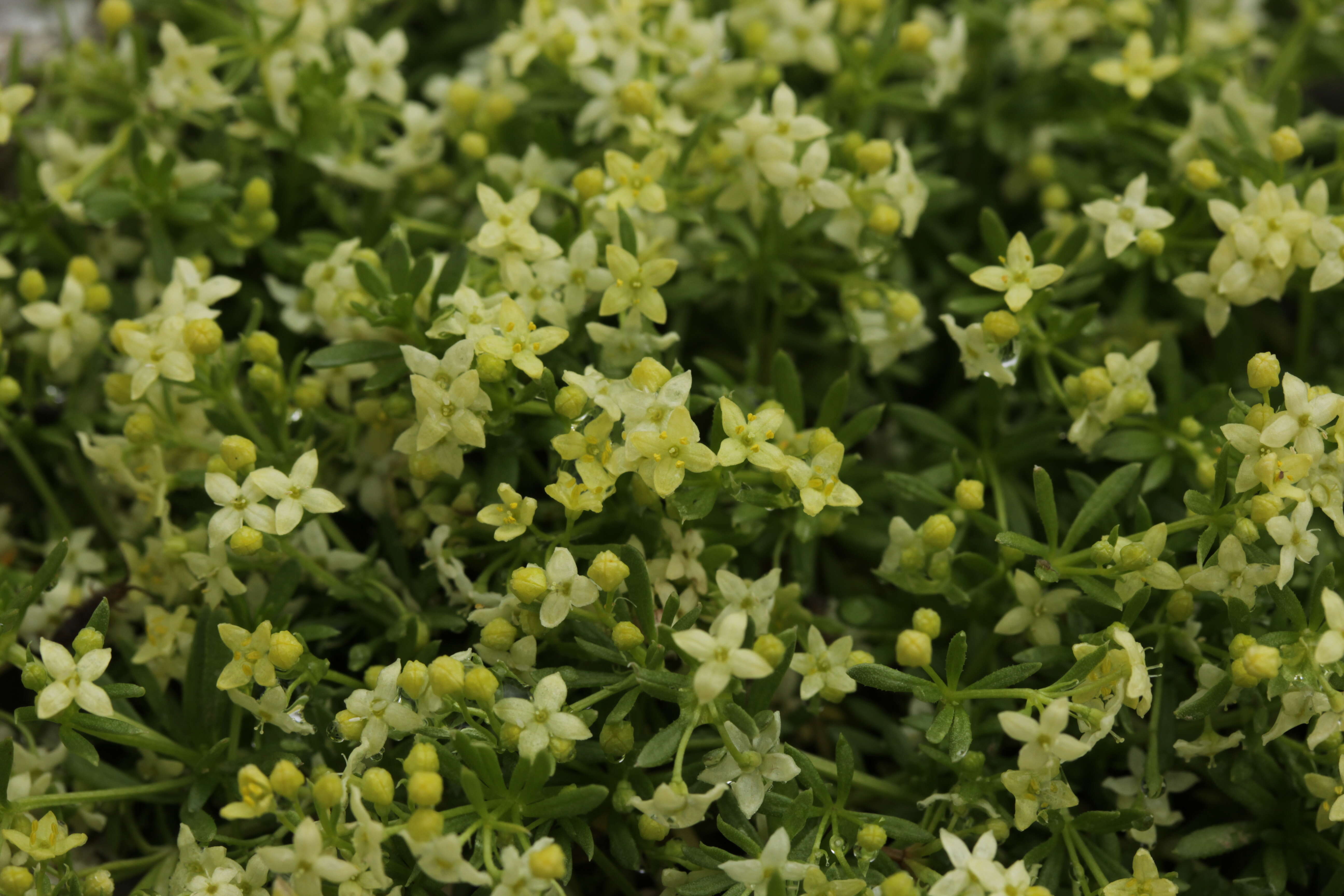 Imagem de Galium megalospermum All.