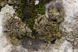 Image of Stippleback lichens