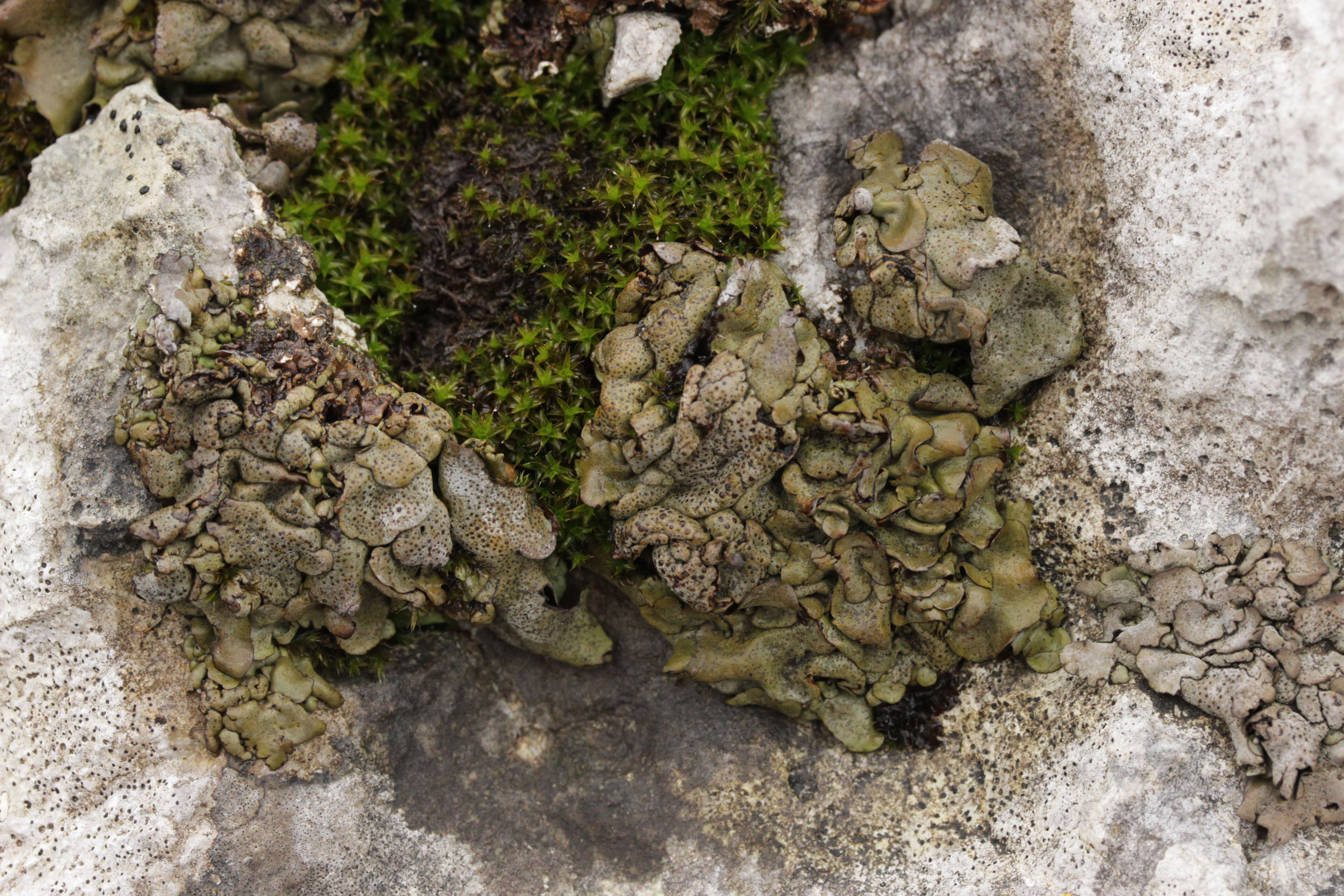 Image of Stippleback lichens