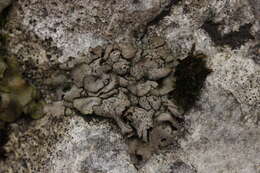 Image of Stippleback lichens