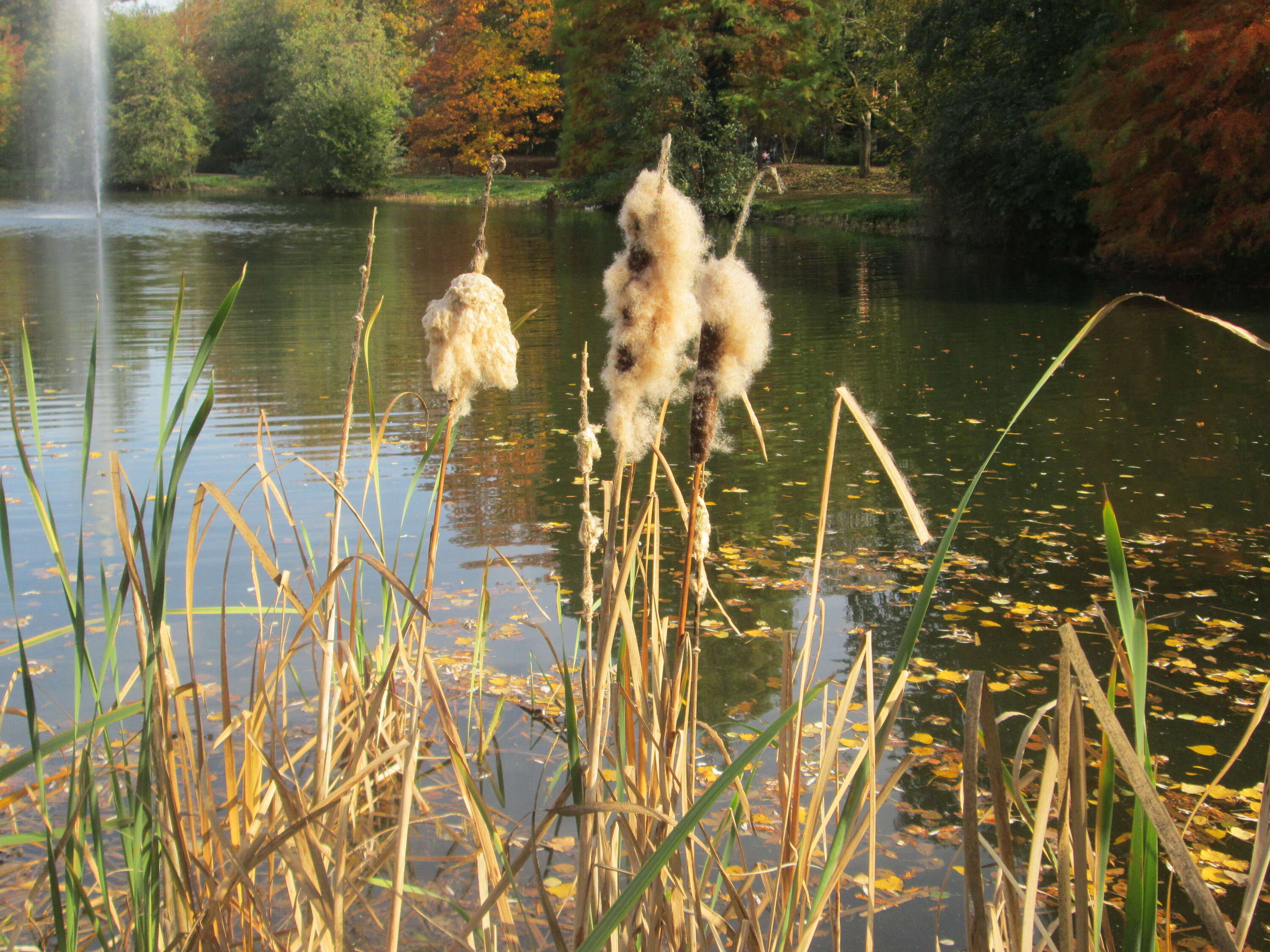 Image of broadleaf cattail