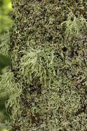 Image of cartilage lichen