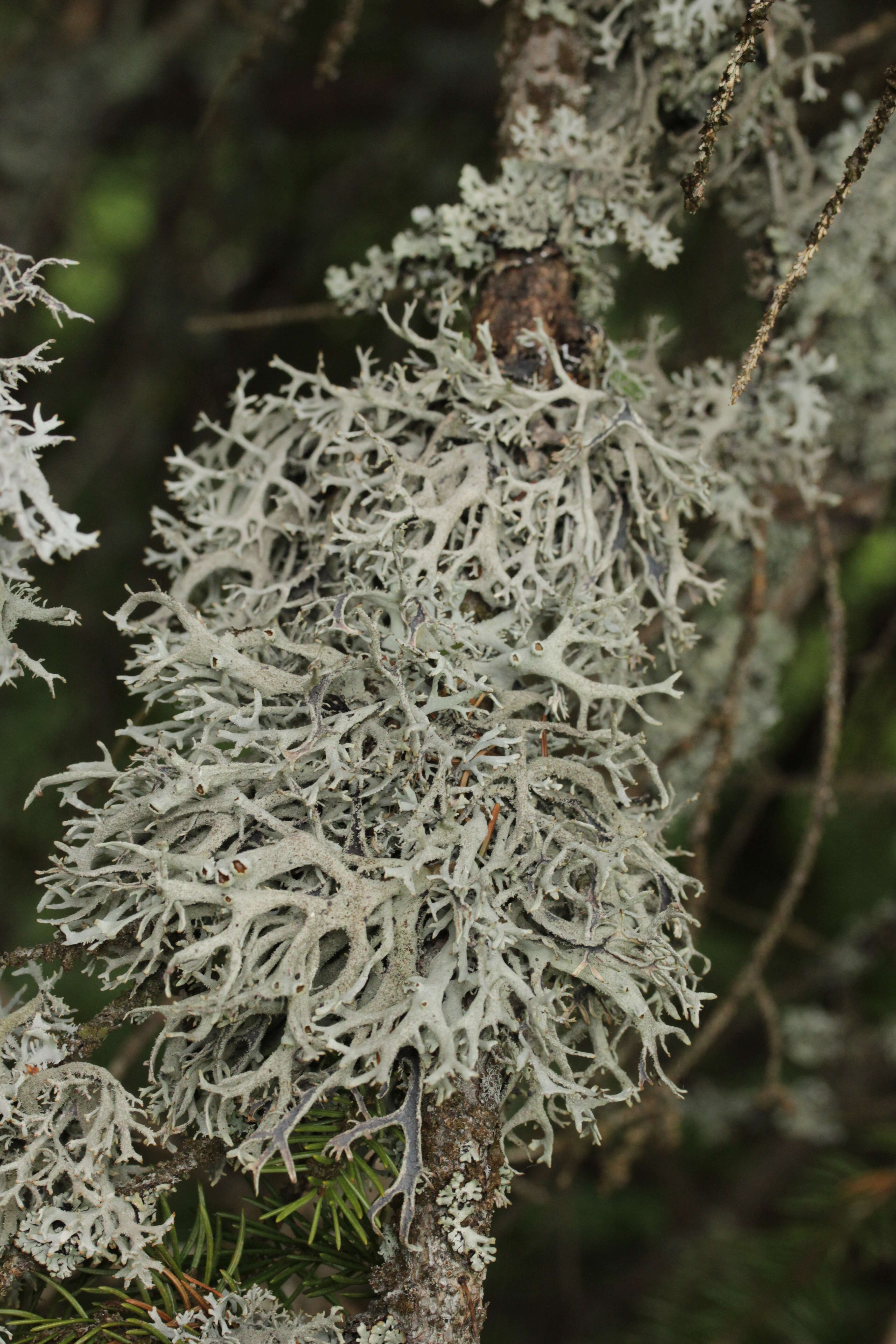 Image of Pseudevernia furfuracea (L.) Zopf