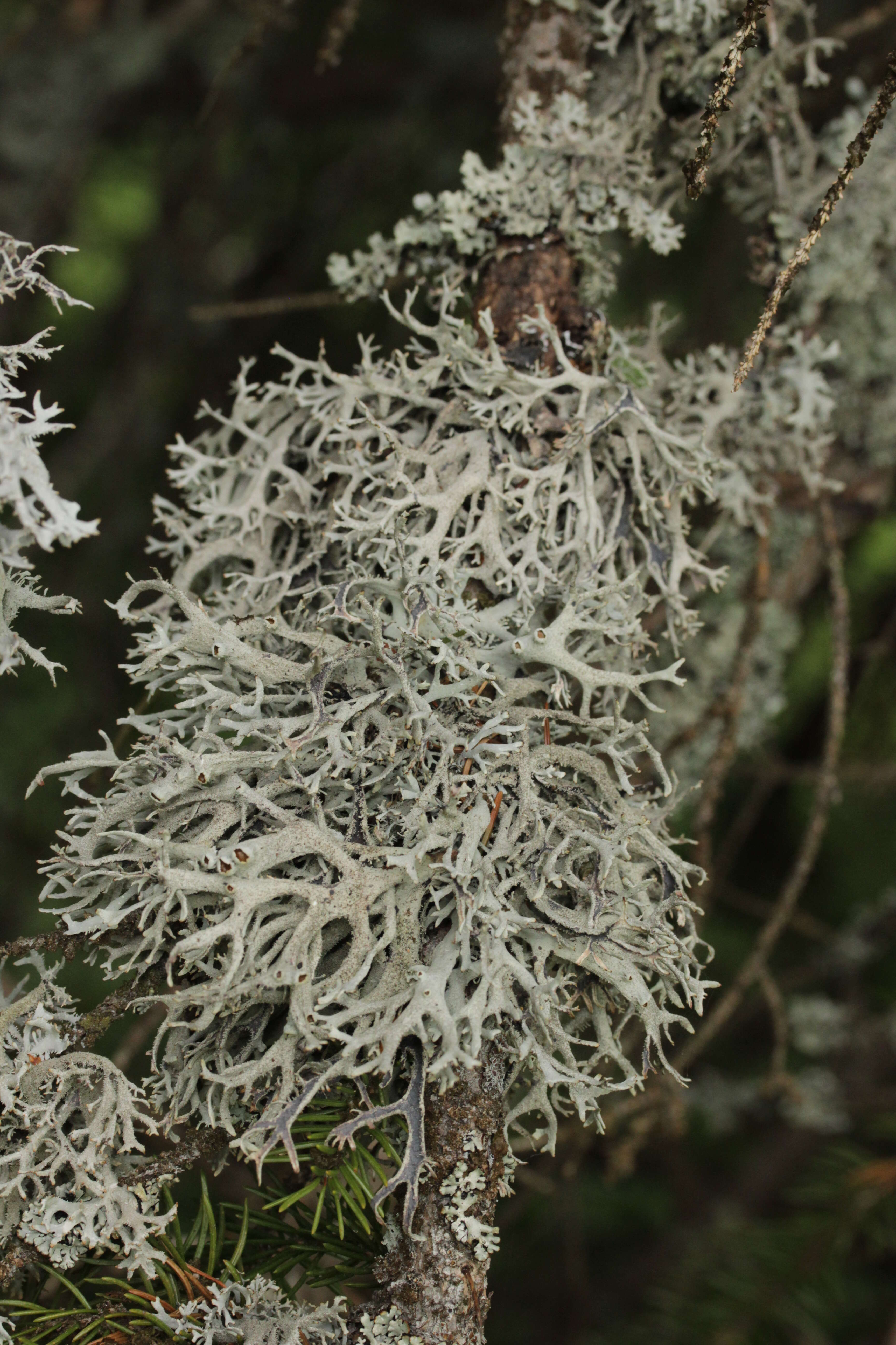 Image of Pseudevernia furfuracea (L.) Zopf