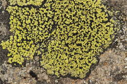 Image of map lichen